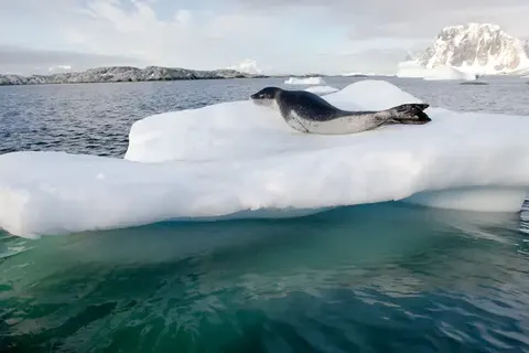 Once in a lifetime experience to Antarctica foto 6