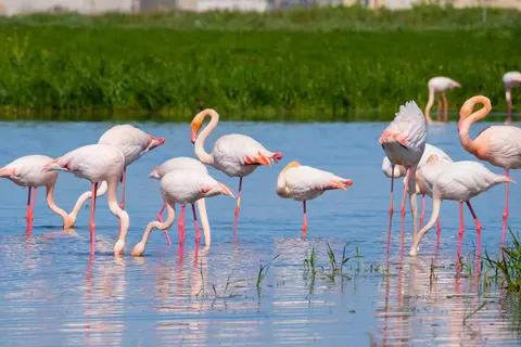 Ontdek het westen van Sardinië vanuit Cabras foto 10