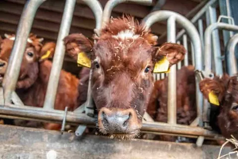 Erfgoed Bossem foto 34