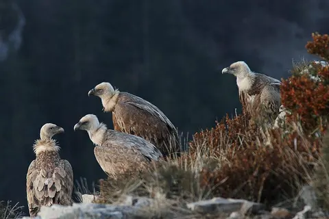 Camping Princes D Orange foto 14