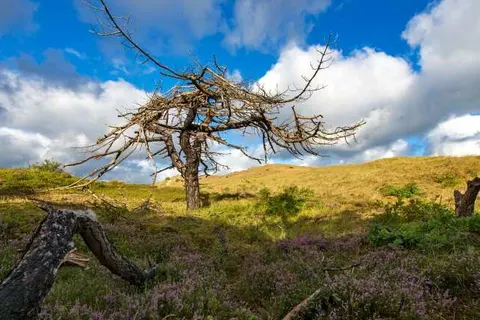 Vakantiepark Schoorlse Duinen foto 10