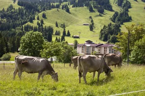 Panoramahotel Oberjoch foto 15