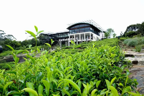 Rainforest Eco Lodge in Rainforest Ecolodge — foto 10