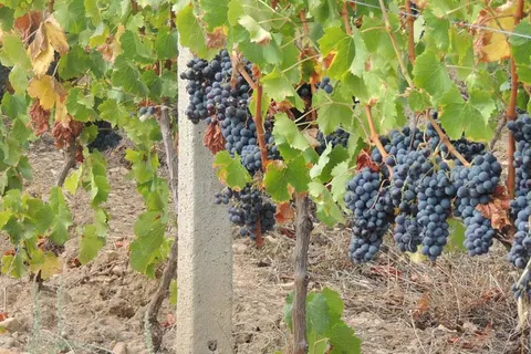 Hotel Su Lithu foto 17