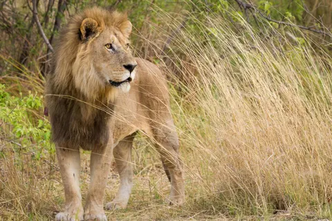 Explore Beautiful Botswana foto 5