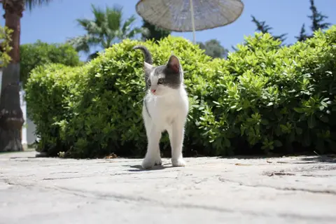 Bitez Park in Bodrum — foto 19