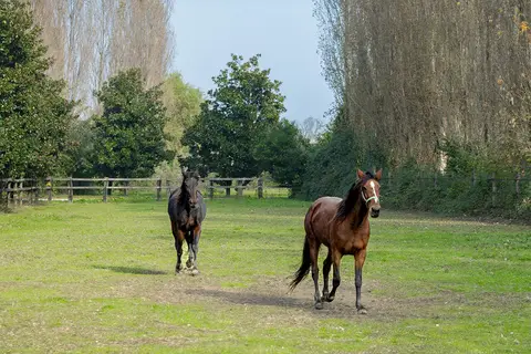 The Venice Country in Quarto d'Altino, foto 4