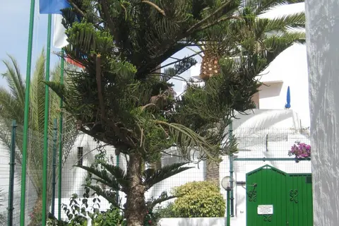Boston in Las Palmas de Gran Canaria — foto 14