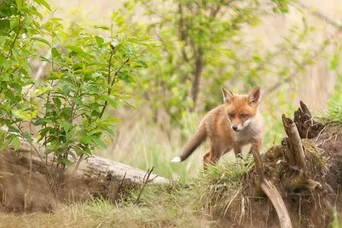 Witte Berken Natuurhotel foto 42