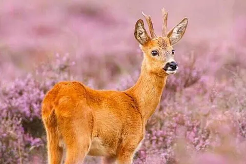 50|50 Hotel Belmont foto 20