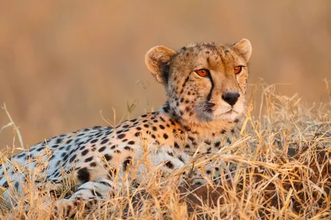 A Wildlife Adventure in Tanzania and Zanzibar foto 1