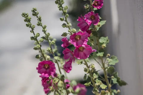 Camping Les Grenettes foto 16