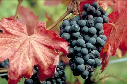 Hotel Felsenkeller in Rüdesheim am Rhein — foto 18