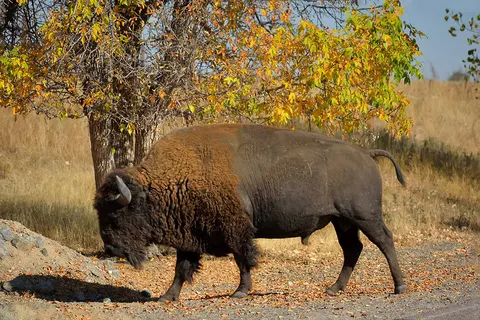 American Grandeurs foto 14