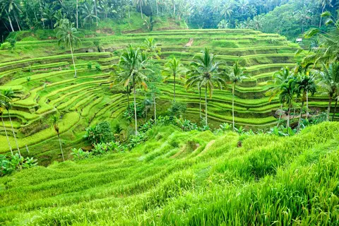 Bijzonder Bali in Surakarta — foto 11