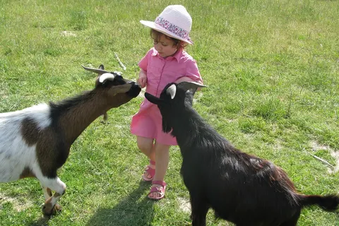 Camping Ferme Pédagogique De Prunay foto 13