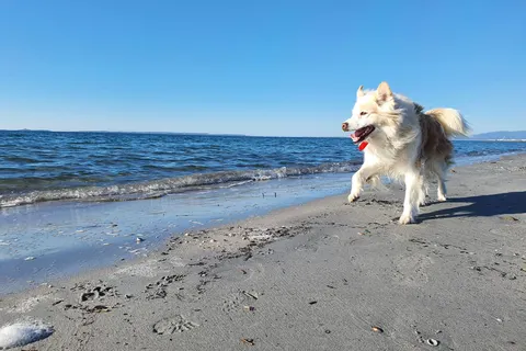 Camping S Ena Arrubia foto 10