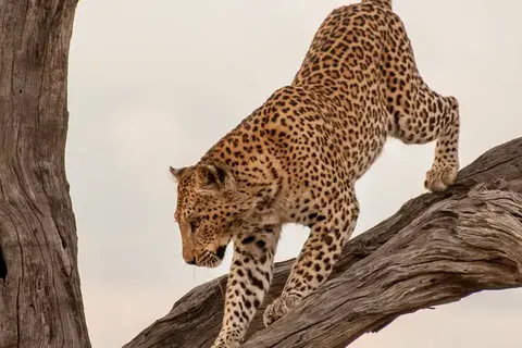 Fly In Luxury Safari Botswana foto 6