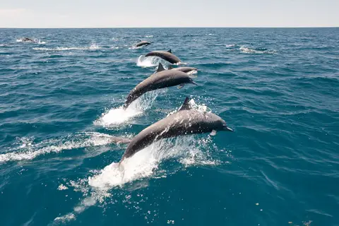 Natuurlijk Costa Rica in Costa Rica, foto 4
