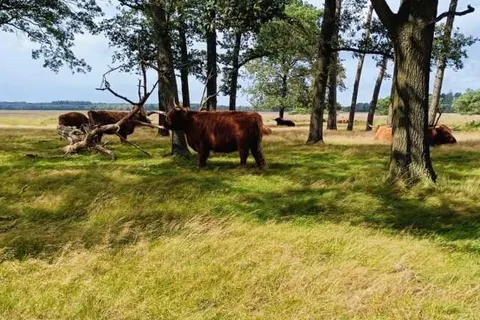 All in Boutique Hotel Het Witte Veen foto 27