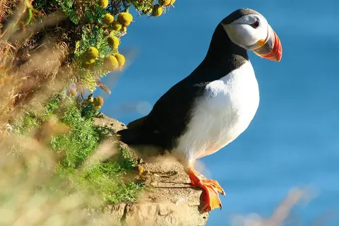 Grand Tour IJsland foto 11