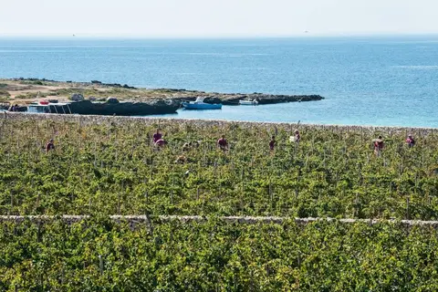 Firriato Hospitality - Calamoni di Favignana Apartments & Wine Experience in Favignana — foto 28
