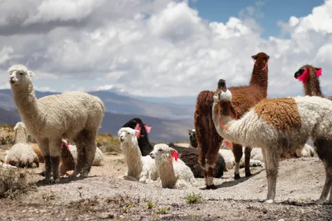 A Peruvian Adventure in Barranco — foto 2