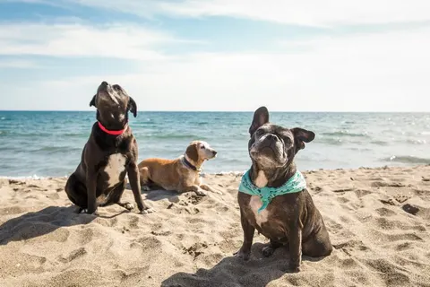 Camping Club Degli Amici foto 16