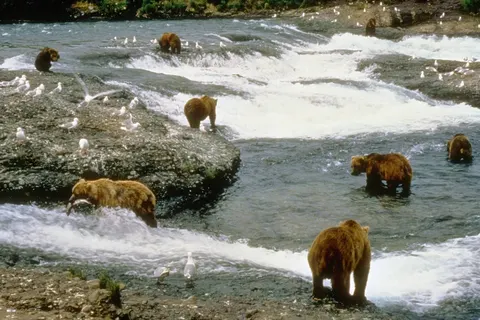 Alaska & Yukon Highlights foto 8