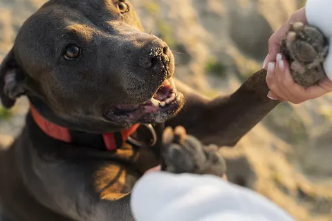 Village Il Gineprino foto 8