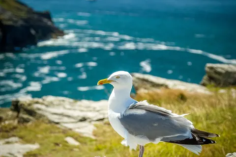 Isle of Wight, Devon and Cornwall in Zuid-Engeland, Devon en Cornwall — foto 19