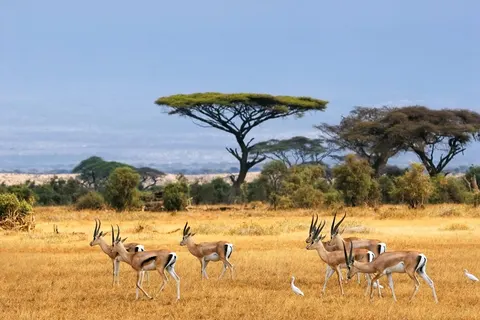 13 daagse safari Ritme van Serengeti & Zanzibar foto 4
