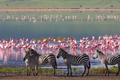 Zanzibar en safari foto 4