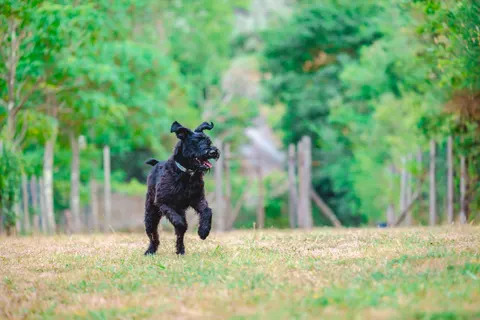 Le Pianacce Camping Village foto 26