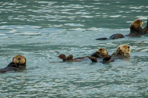 Ontdek Alaska foto 2