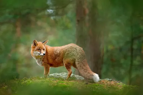 Finland, land van duizend meren foto 17