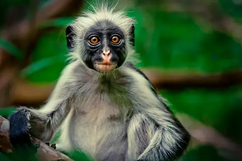 Tanzania op het gemak in Tanzania, foto 15