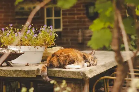 Bed en Breakfast Annen foto 14