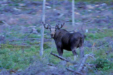 Camping Yttermalungs foto 7