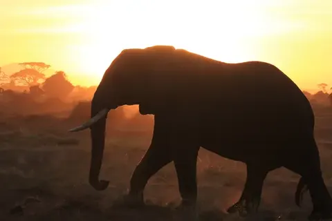 Explore the Great Nature of Kenya foto 6