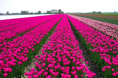 Hotelhuisjes Andijk foto 10