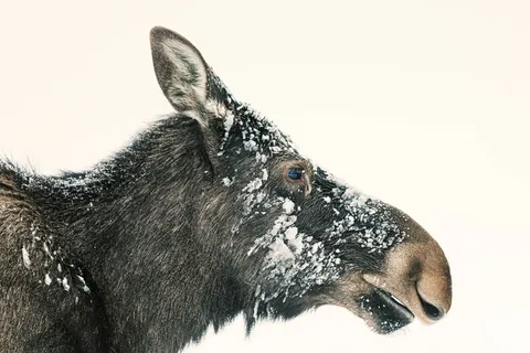 Ontdek het winteravontuur vanuit Geilo foto 5