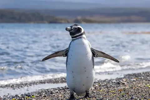 Explore Spectacular Argentina foto 7