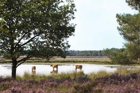 NH Koningshof foto 32