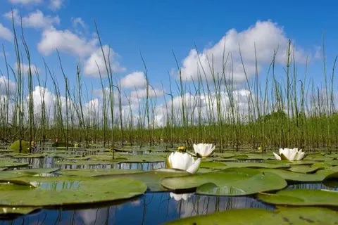 Landhotel Seerose foto 14