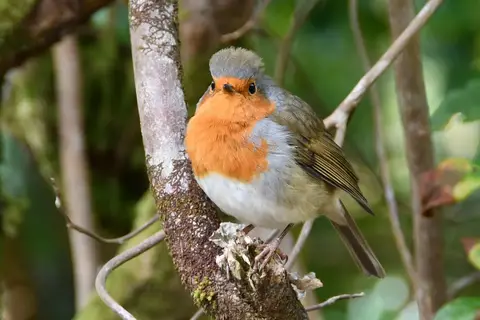 Schotse Hooglanden in Schotland, Hebriden en Shetland Eilanden, foto 18