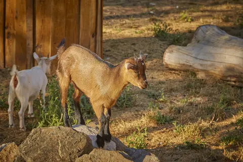 Camping Le Clos Cottet foto 17