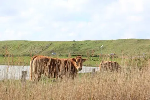 Fewo Oostkapelle foto 15