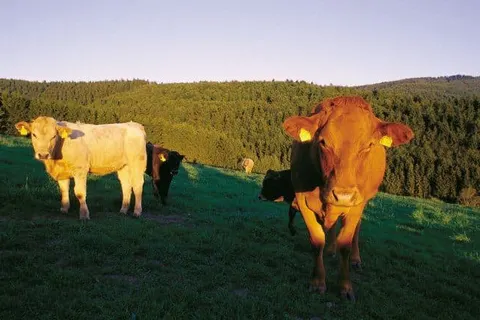 Gasthof Westfeld foto 14