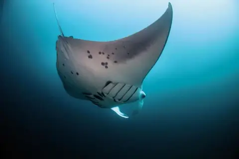 Malahini Kuda Bandos in Kuda Bandos — foto 19
